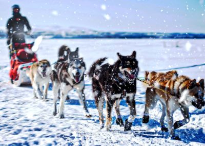 na-grzbiecie-husky-2